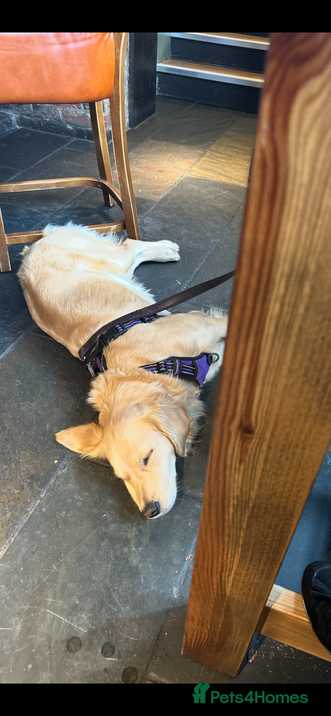 Golden Retriever dogs for sale: TRAINED KC 2YR GENTLE GIRL - Image 4