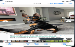 Mixed Breed dogs for sale: miniature pincher / mini jack  - Image 3