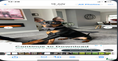 Mixed Breed dogs - Advert 14