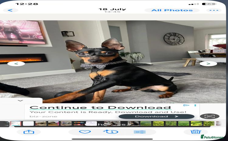 Mixed Breed dogs - Advert 1