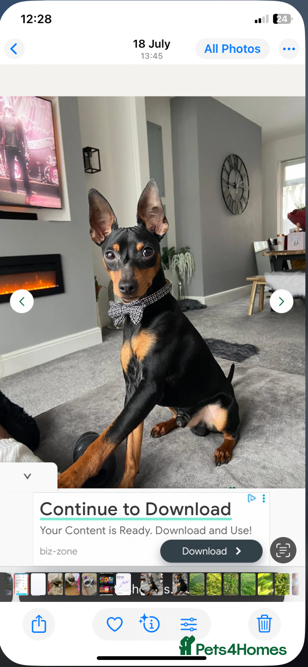 Mixed Breed dogs for sale: miniature pincher / mini jack  - Image 3