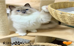 Ragdoll cats for sale: 🐾🩷*TICA REG* EU RAGDOLL KITTENS🌟 DNA CLEAR 🩵🐾 - Image 5