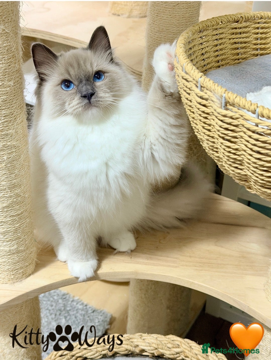 Ragdoll cats for sale: 🐾🩷*TICA REG* EU RAGDOLL KITTENS🌟 DNA CLEAR 🩵🐾 - Image 5