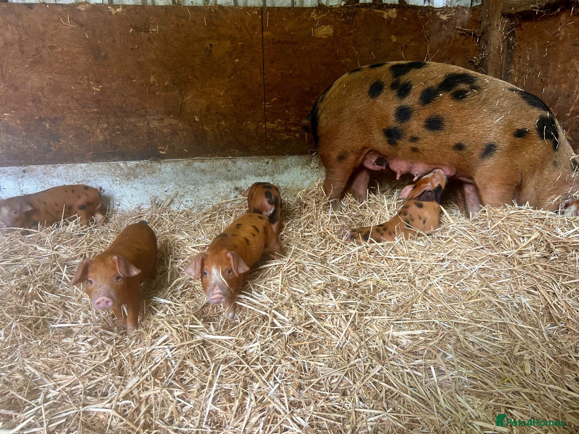 Pig livestock Oxford Sandy & Black Meat Weaners - Advert 6