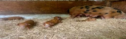 Pig livestock for sale: Oxford Sandy & Black Meat Weaners - Advert 1