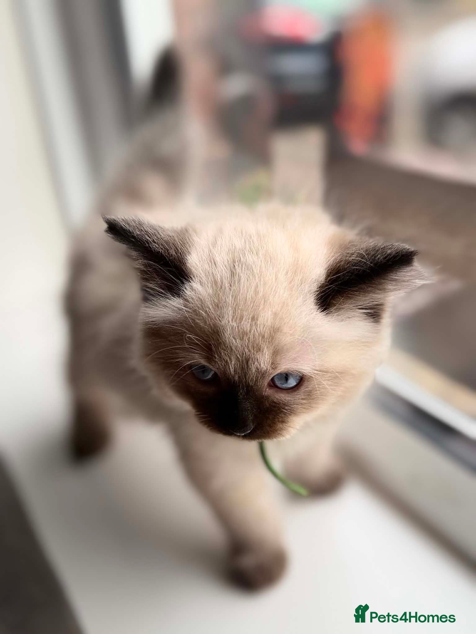 Ragdoll cats for sale: READY NOW RAGDOLL KITTENS  - Advert 10