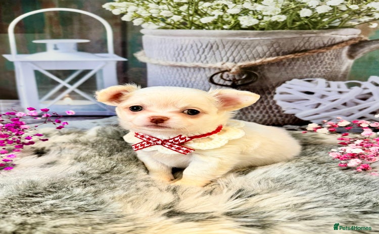 Chihuahua dogs - Advert 3