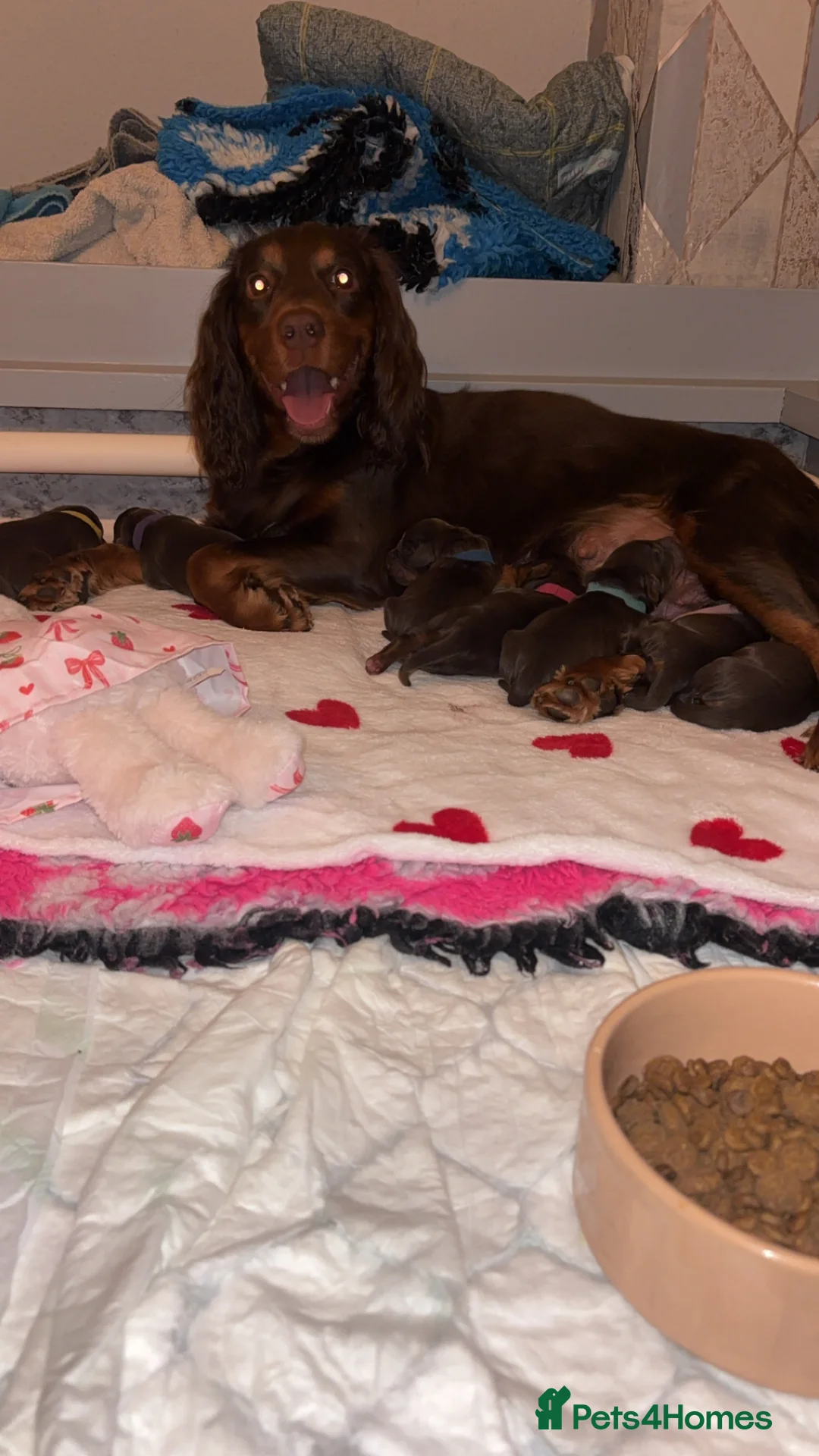 Cocker Spaniel dogs for sale: 🐾 Beautiful working cocker spaniel puppies 🐾  - Advert 1