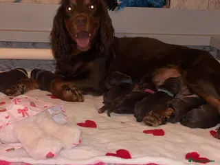 Cocker Spaniel dogs 🐾 Beautiful working cocker spaniel puppies 🐾 - Advert 1