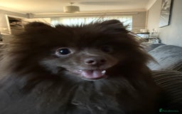 Pomeranian dogs for sale: Adorable pair of 1 year old Pomeranian boys!  - Image 6