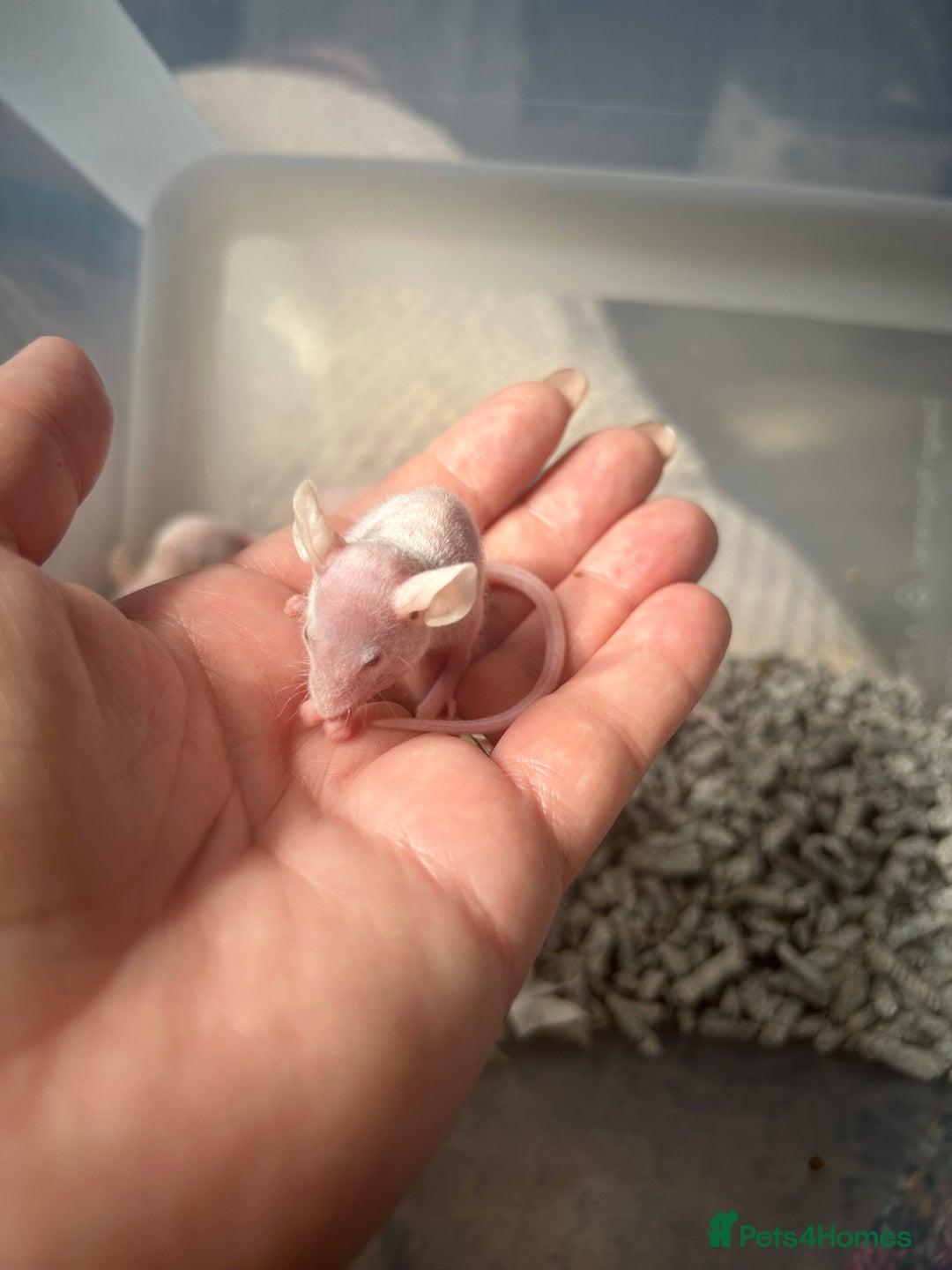 Mouse rodents for sale: Hairless/fuzzy mice, 2 boys left ready now - Image 4