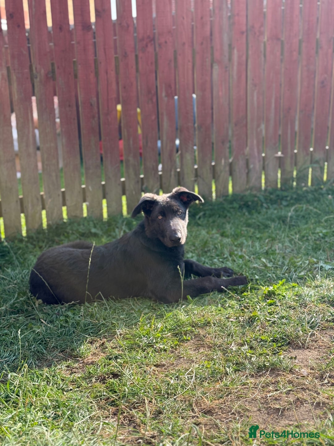 German Shepherd dogs for sale: Grey German Shepherd pup for sale - Image 6