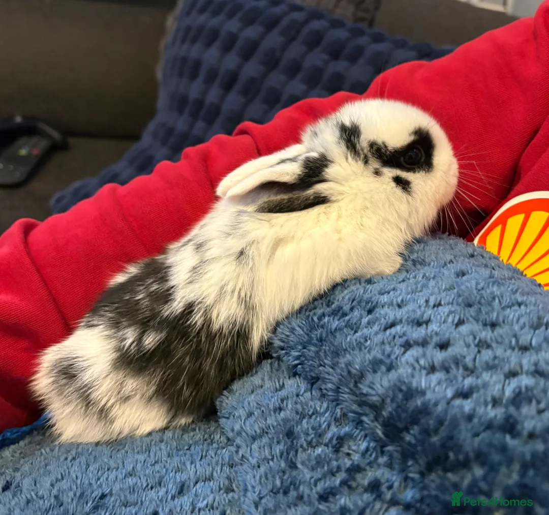 Mini Lop rabbits for sale: Beautiful pure bred mini lop bunnies - Advert 9