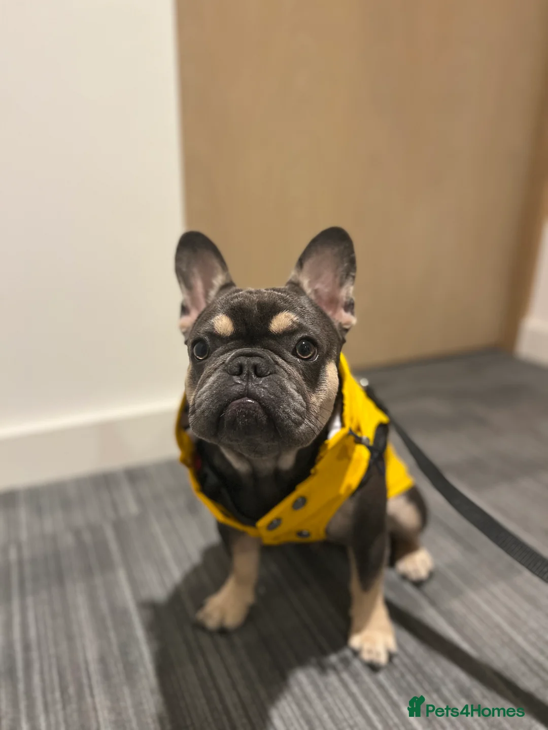 French Bulldog dogs for sale: Looking for a Loving Home for Stitch  - Advert 12