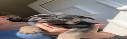 French Bulldog dogs for sale: 7 beautiful French bulldogs  - Advert 6