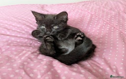 Bengal cats for sale: Melanistic Black Bengal Female Kitten - Image 9