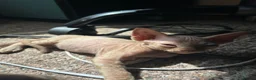 Sphynx cats for sale: 5 Canadian Sphynx kittens for sale - Advert 21