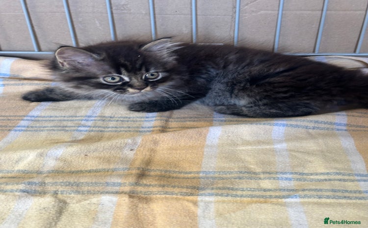 Mixed Breed cats - Advert 1