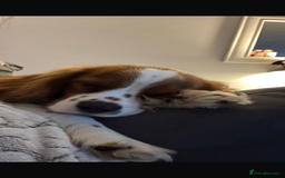 Cavalier King Charles Spaniel dogs for sale: King Charles cavalier 8 months old - Advert 2