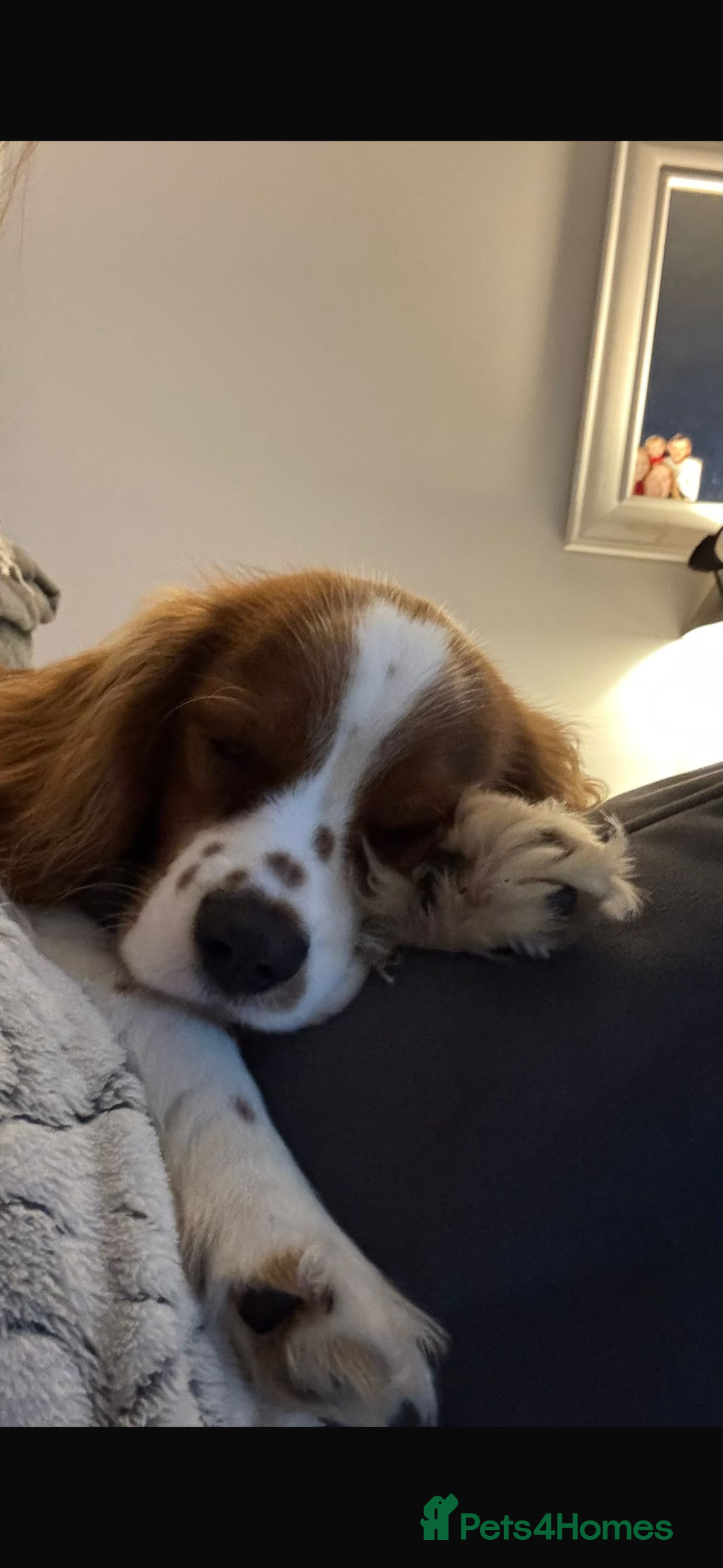 Cavalier King Charles Spaniel dogs for sale: King Charles cavalier 8 months old - Advert 2