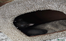 Domestic Shorthair cats for sale: 6 black and white Semi-Domestic kittens - Image 2