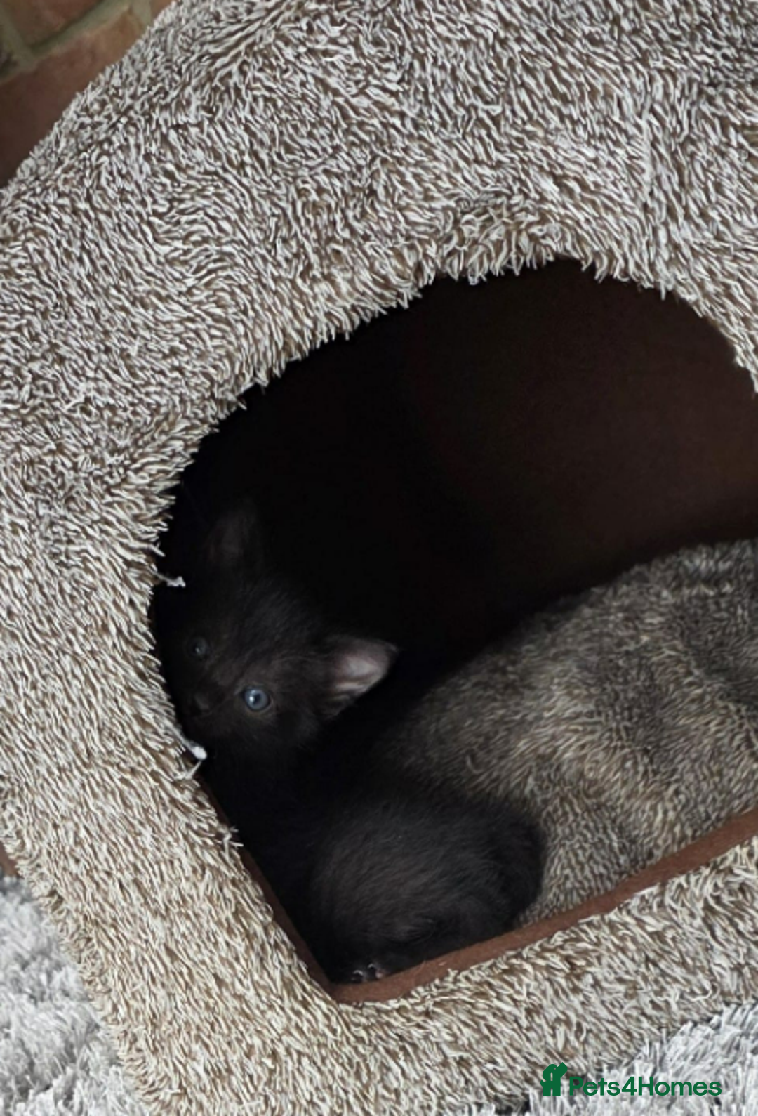 Domestic Shorthair cats for sale: 6 black and white Semi-Domestic kittens - Image 2
