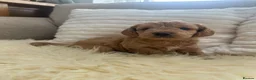 Mixed Breed dogs for sale: Golden Cockapoo × Labradoodle Puppies - Advert 13
