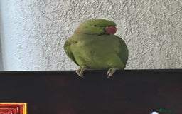 Ringnecks birds for sale: Green Indian ring neck  - Image 3