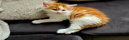 Mixed Breed cats for sale: Beautiful 9 Week Old Mixed Breed Kittens Ready Now - Advert 32