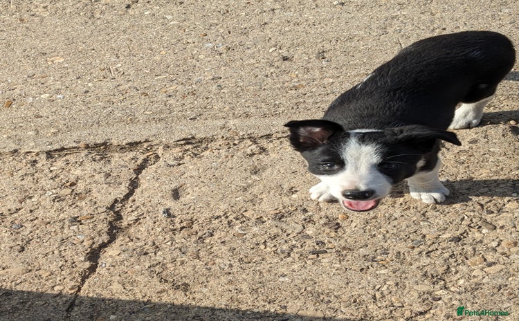 Border Collie dogs - Advert 1