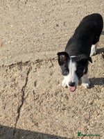 Border Collie dogs - Advert 3