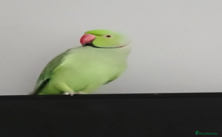 Parrots birds - Advert 4