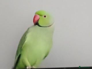 Parrots birds - Advert 16