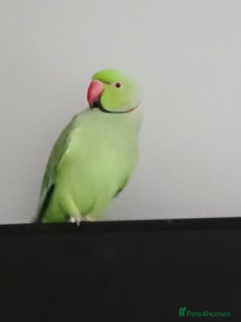 Parrots birds - Advert 19