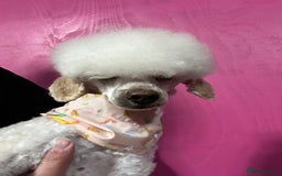 Toy Poodle dogs for sale: Toy poodle puppies ready now. Aberdeenshire - Image 22