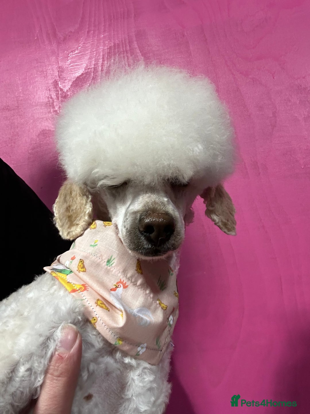 Toy Poodle dogs for sale: Toy poodle puppies ready now. Aberdeenshire - Image 22