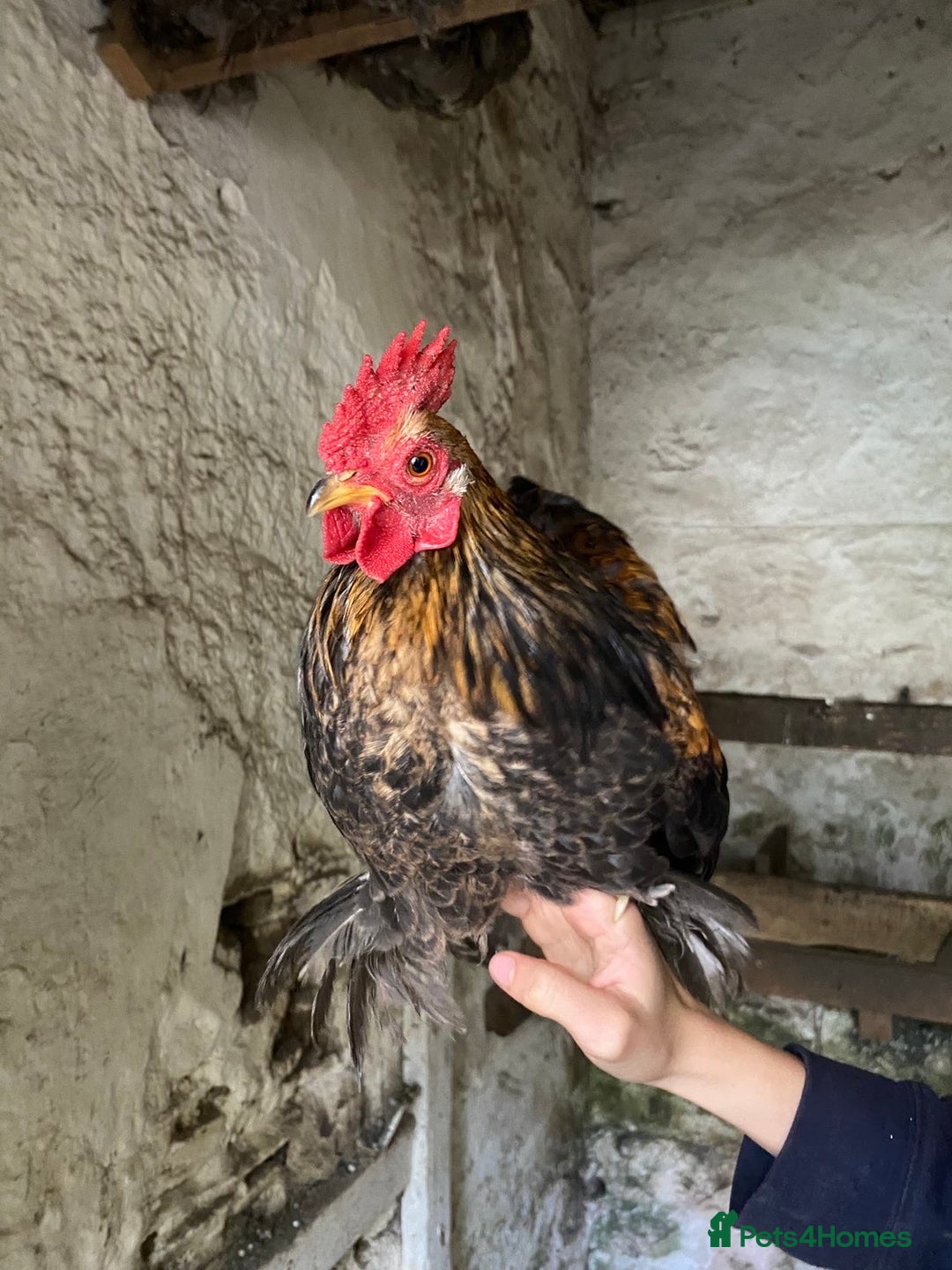 Chickens poultry for sale: Pekin cross , Bantam Cockerels for sale  - Advert 4