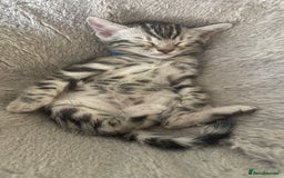 Bengal cats for sale: 🏡Stunning Tica registered Bengal Kittens  🐾 - Image 17