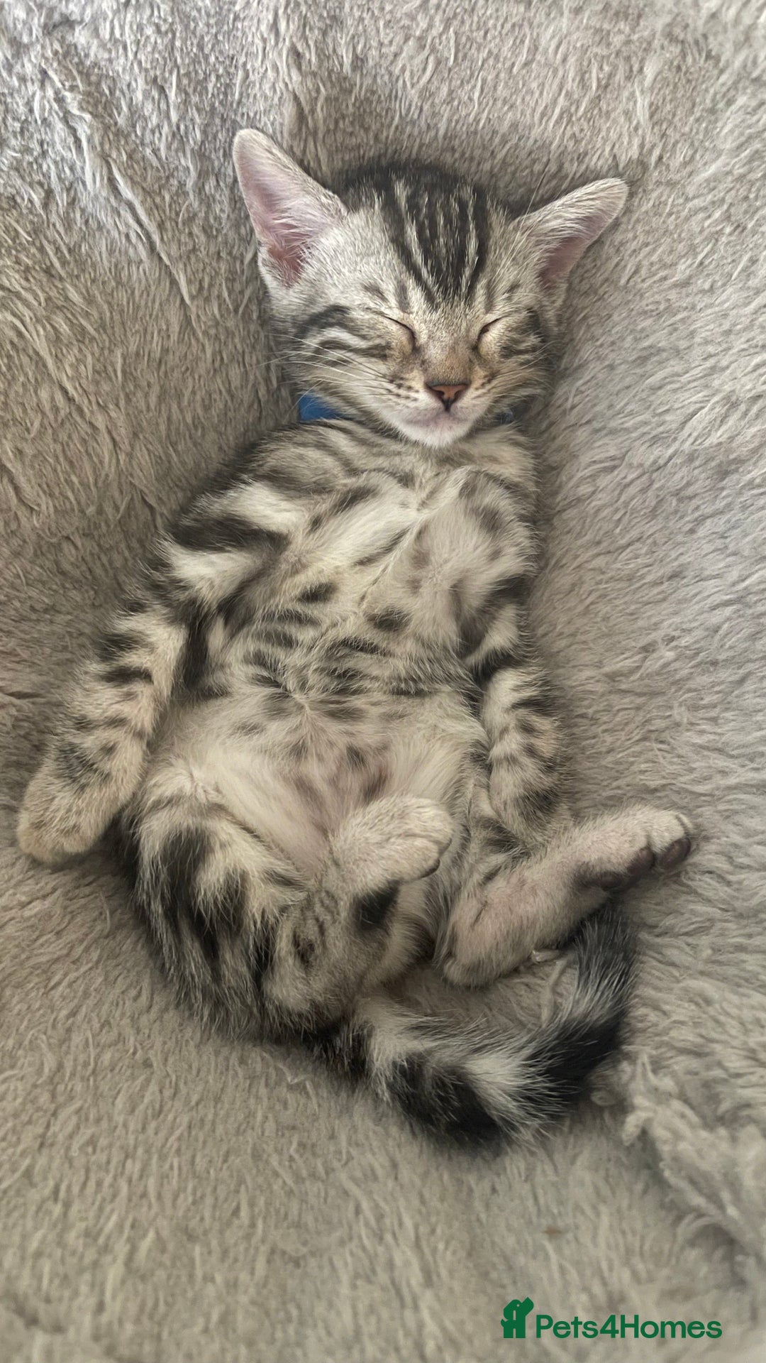 Bengal cats for sale: 🏡Stunning Tica registered Bengal Kittens  🐾 - Image 17