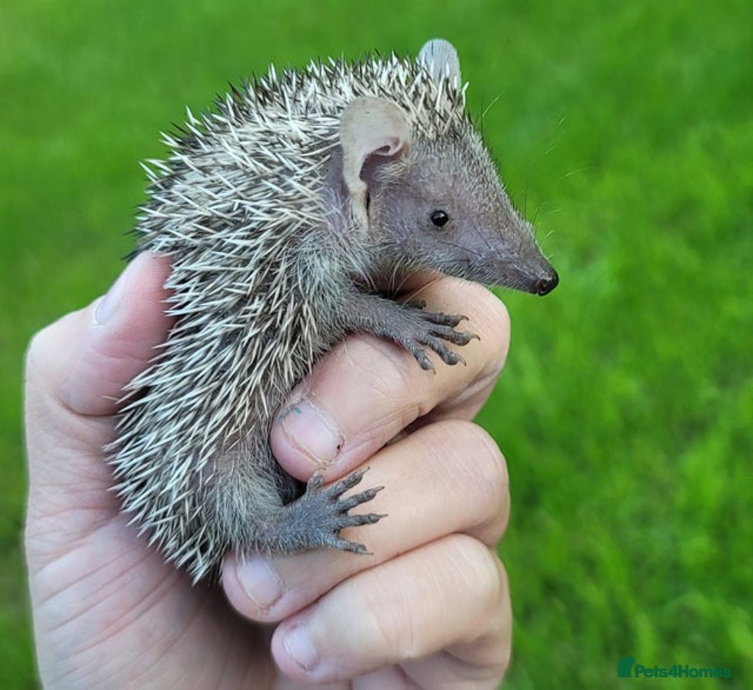 Pygmy Hedgehog rodents for sale: Lesser Tenrecs unsexed and DNA sexed female - Advert 4