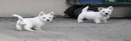 West Highland Terrier dogs for sale: West Highland terrier Puppy Girls - Advert 9