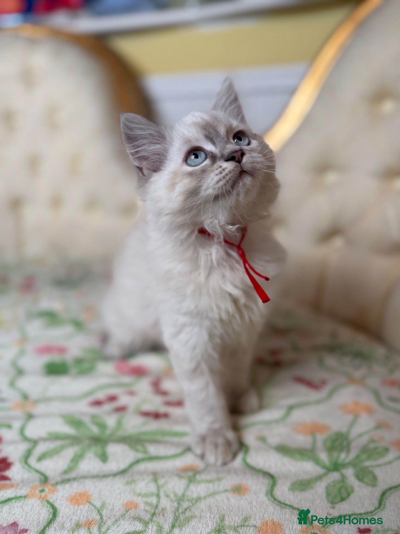 Perdoll cats ⭐️READY Now⭐️ Perdoll kittens  - Advert 1