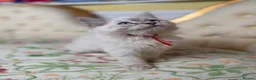 Perdoll cats for sale: ⭐️READY Now⭐️ Perdoll kittens  - Advert 4
