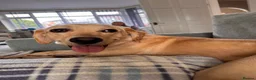 Goldador dogs for sale: Sweet goldador  in Stoke-on-Trent - Advert 2