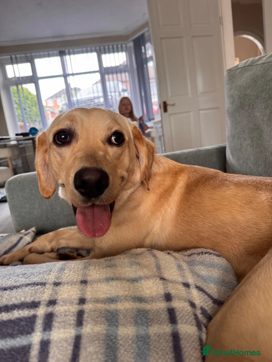 Goldador dogs for sale: Sweet goldador  in Stoke-on-Trent - Advert 2