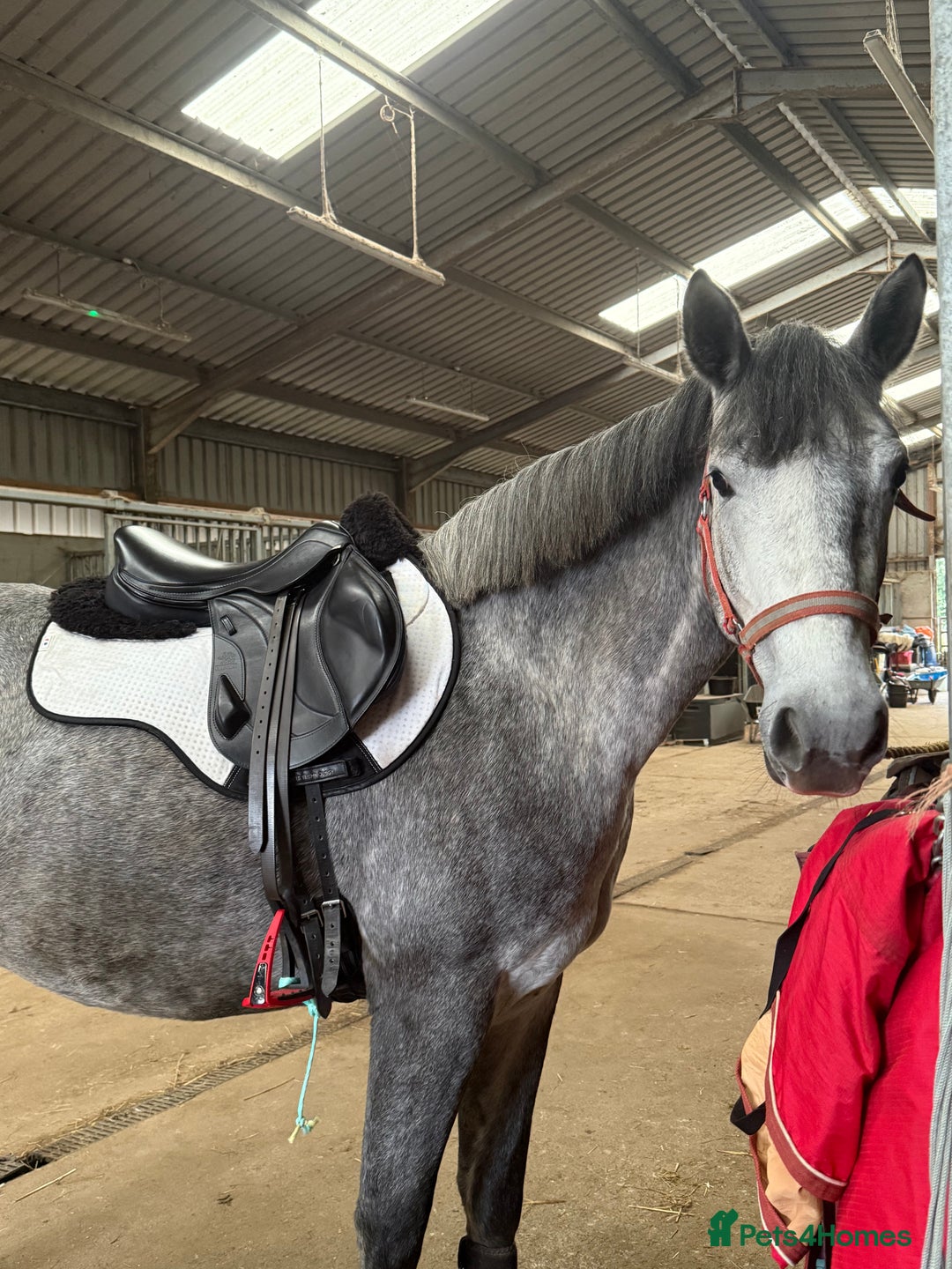 Connemara horses for sale: Whinny  - Advert 4