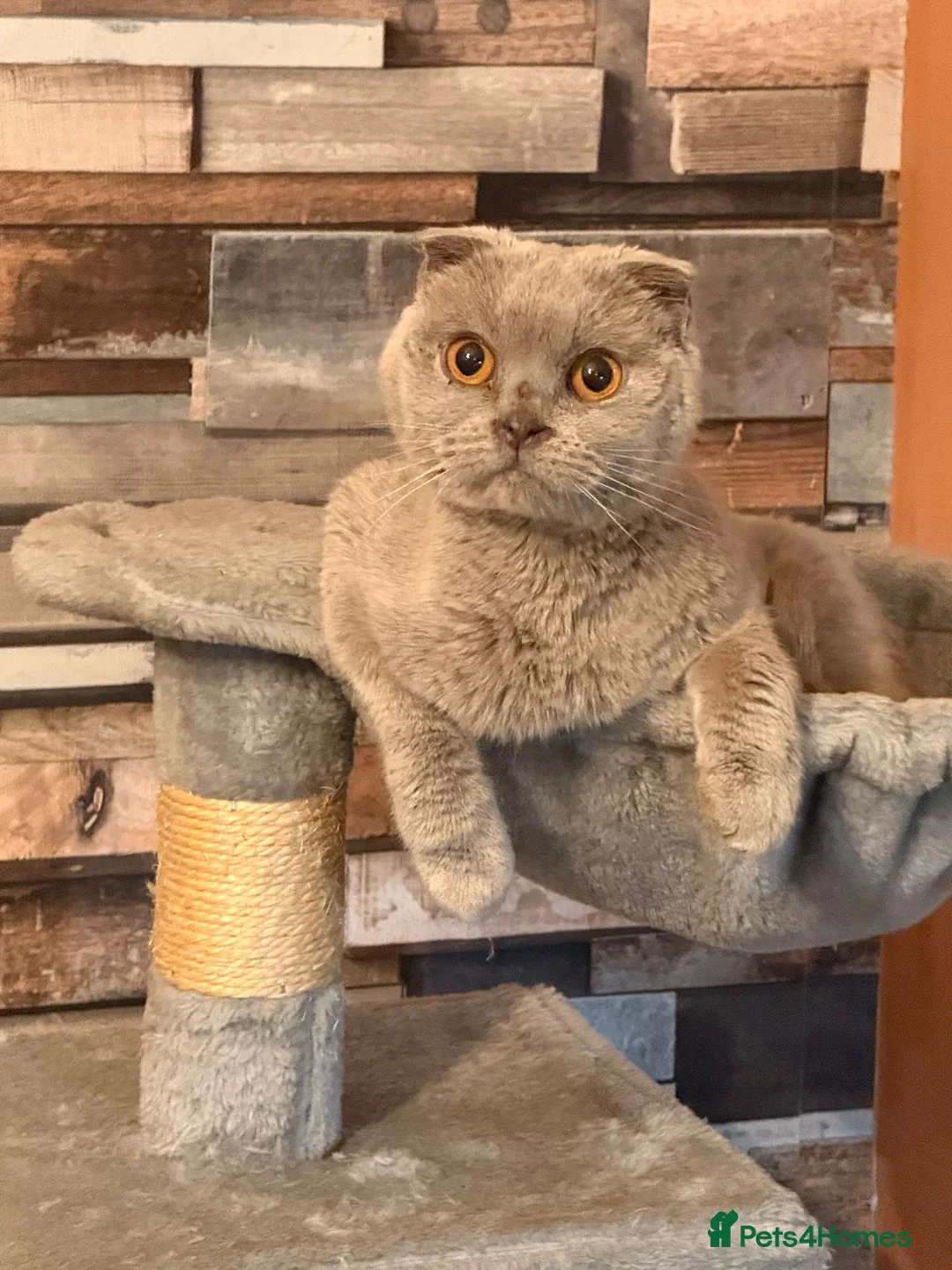 Scottish Fold cats for sale: 2 year old female Scottish fold  - Advert 1