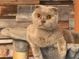 Scottish Fold cats 2 year old female Scottish fold - Advert 2