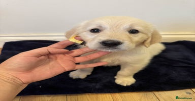 Golden Retriever dogs - Advert 2