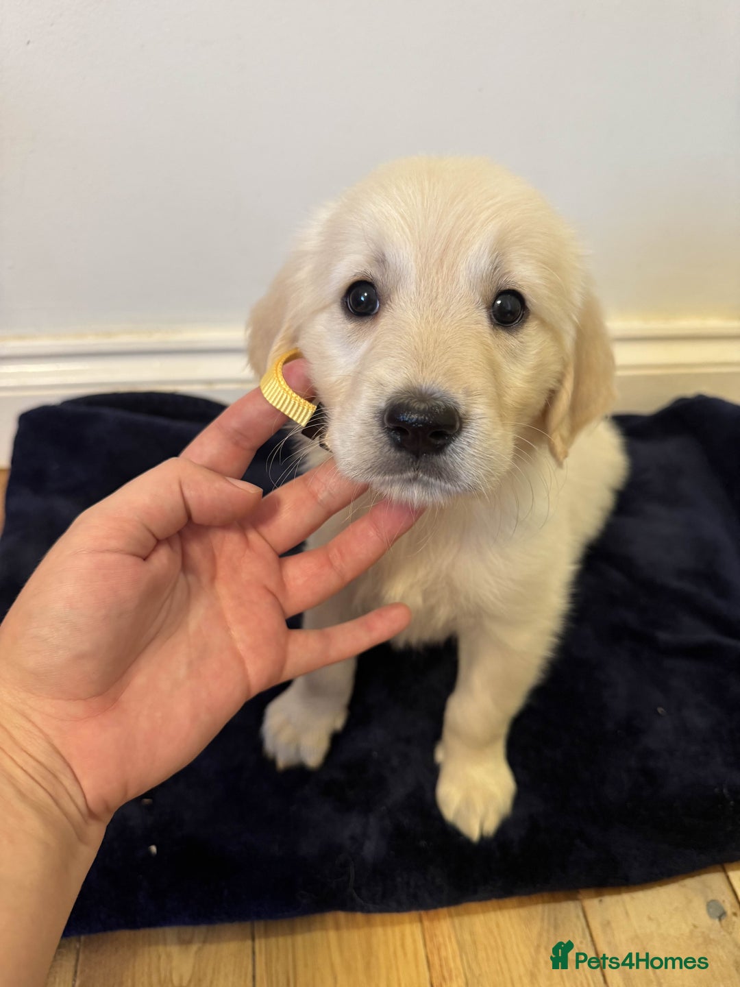 Golden Retriever dogs for sale: Perfect bundles of joy - Image 2